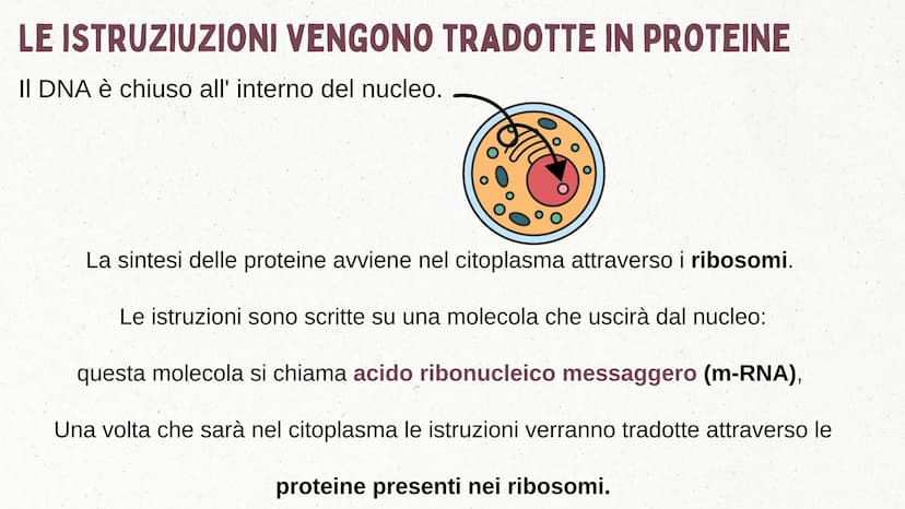 IL DNA COSA È IL DNA
In tutti gli esseri viventi le istruzioni che definiscono il
corpo di un individuo si trovano nel nucleo delle cellule
