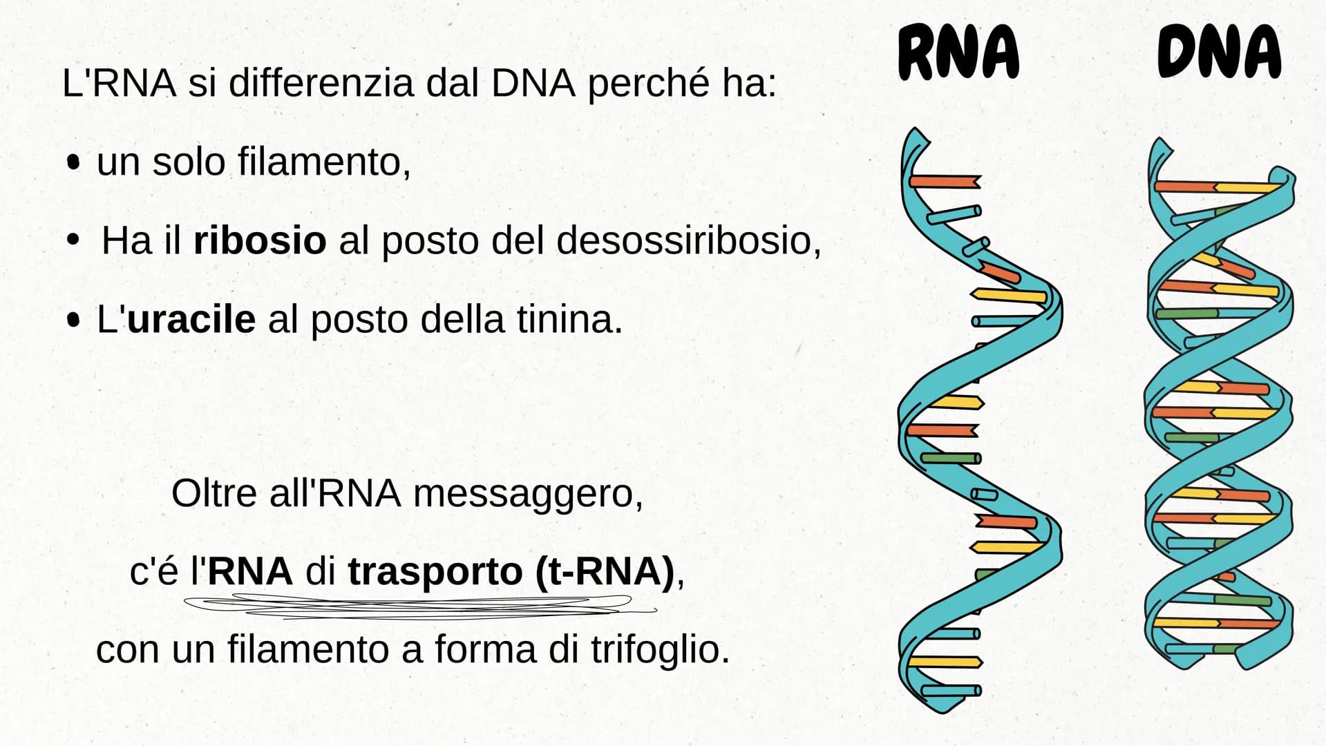 IL DNA COSA È IL DNA
In tutti gli esseri viventi le istruzioni che definiscono il
corpo di un individuo si trovano nel nucleo delle cellule
