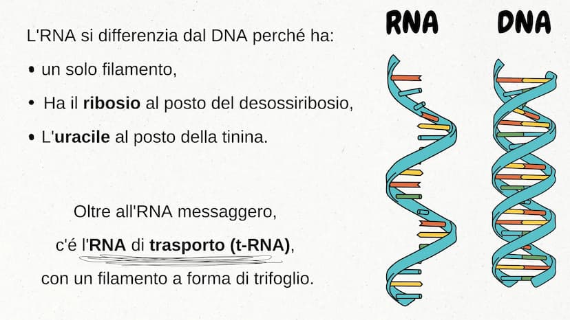 IL DNA COSA È IL DNA
In tutti gli esseri viventi le istruzioni che definiscono il
corpo di un individuo si trovano nel nucleo delle cellule
