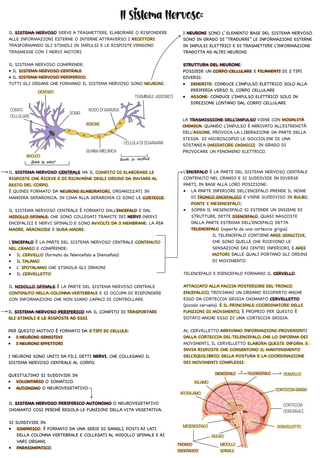 IL SISTEMA NERVOSO SERVE A TRASMETTERE, ELABORARE O RISPONDERE
ALLE INFORMAZIONI ESTERNE O INTERNE ATTRAVERSO I RECETTORI
TRASFORMANDO GLI S