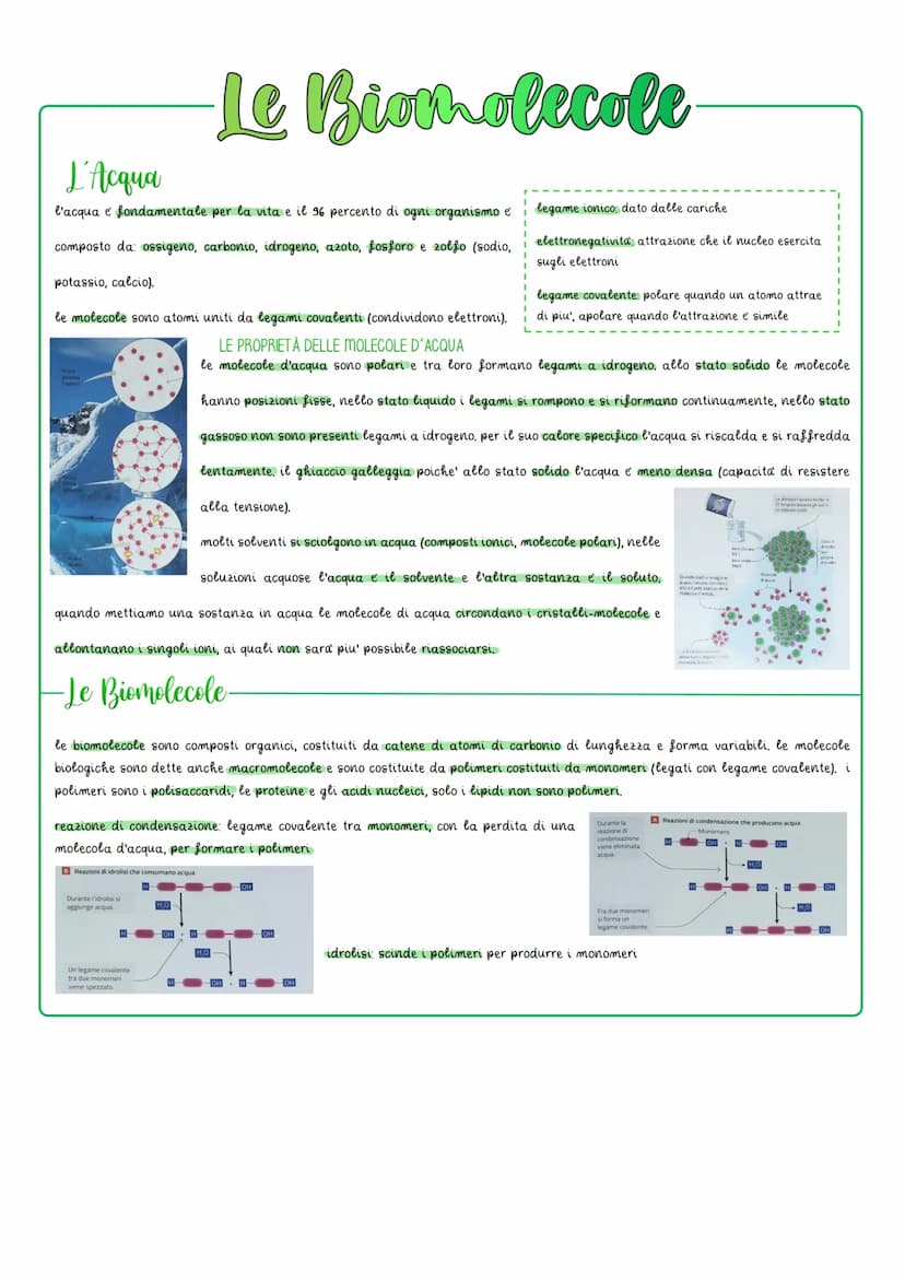 Le Biomolecole
Le Proteine
sono polimeri formati da monomeri gli amminoacidi, che con legami covalenti formano le catene polipeptidiche, una