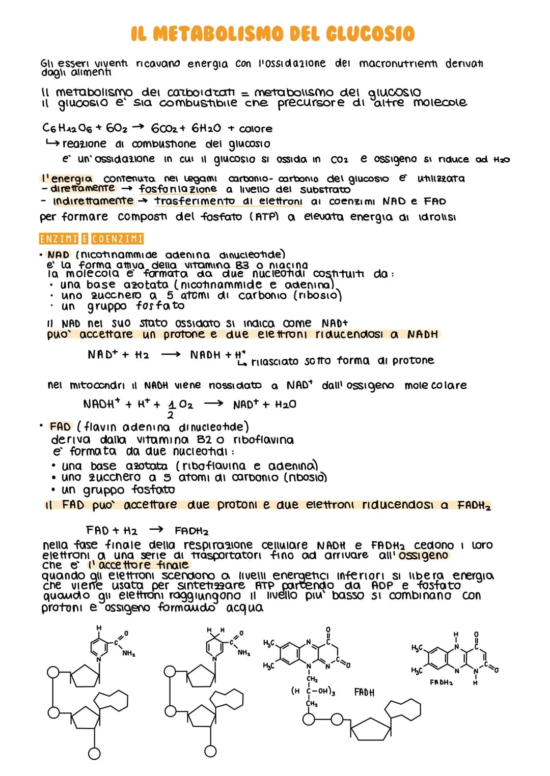 Metabolismo del Glucosio 
