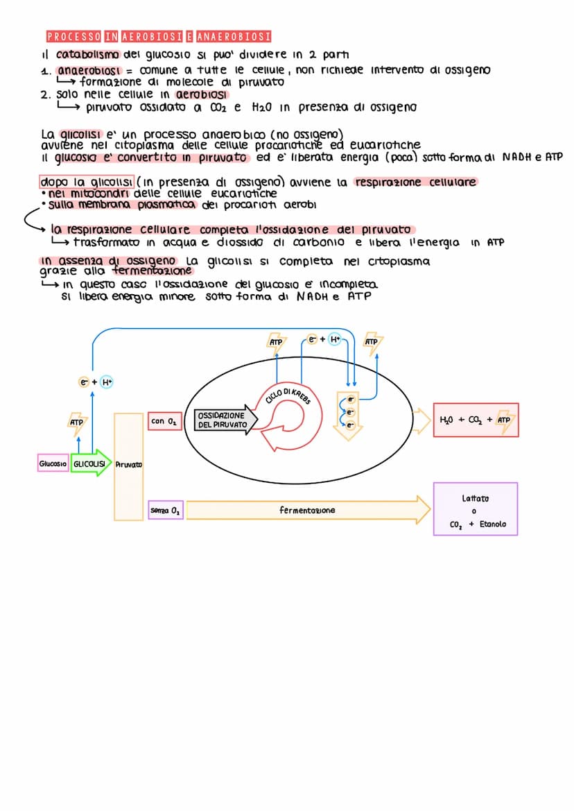 IL METABOLISMO DEL GLUCOSIO
Gli esseri viventi ricavano energia con l'ossidazione del macronutrienti derivati
dagli aliment
metabolismo =
i 