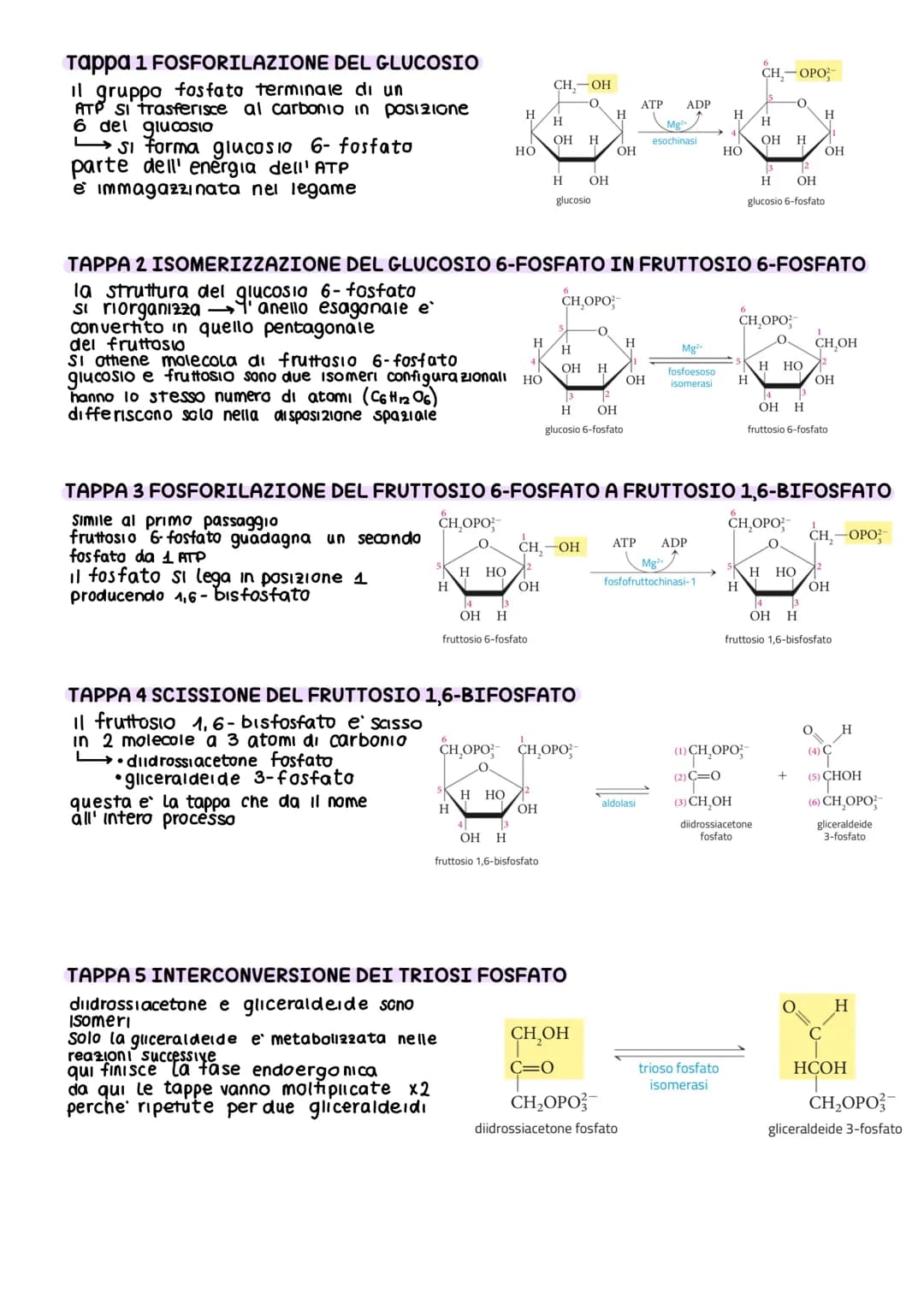 IL METABOLISMO DEL GLUCOSIO
Gli esseri viventi ricavano energia con l'ossidazione del macronutrienti derivati
dagli aliment
metabolismo =
i 