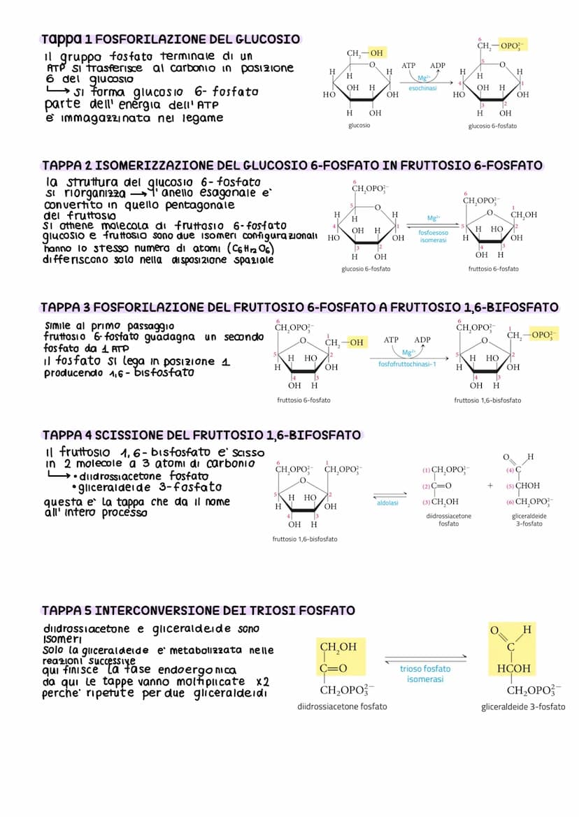 IL METABOLISMO DEL GLUCOSIO
Gli esseri viventi ricavano energia con l'ossidazione del macronutrienti derivati
dagli aliment
metabolismo =
i 