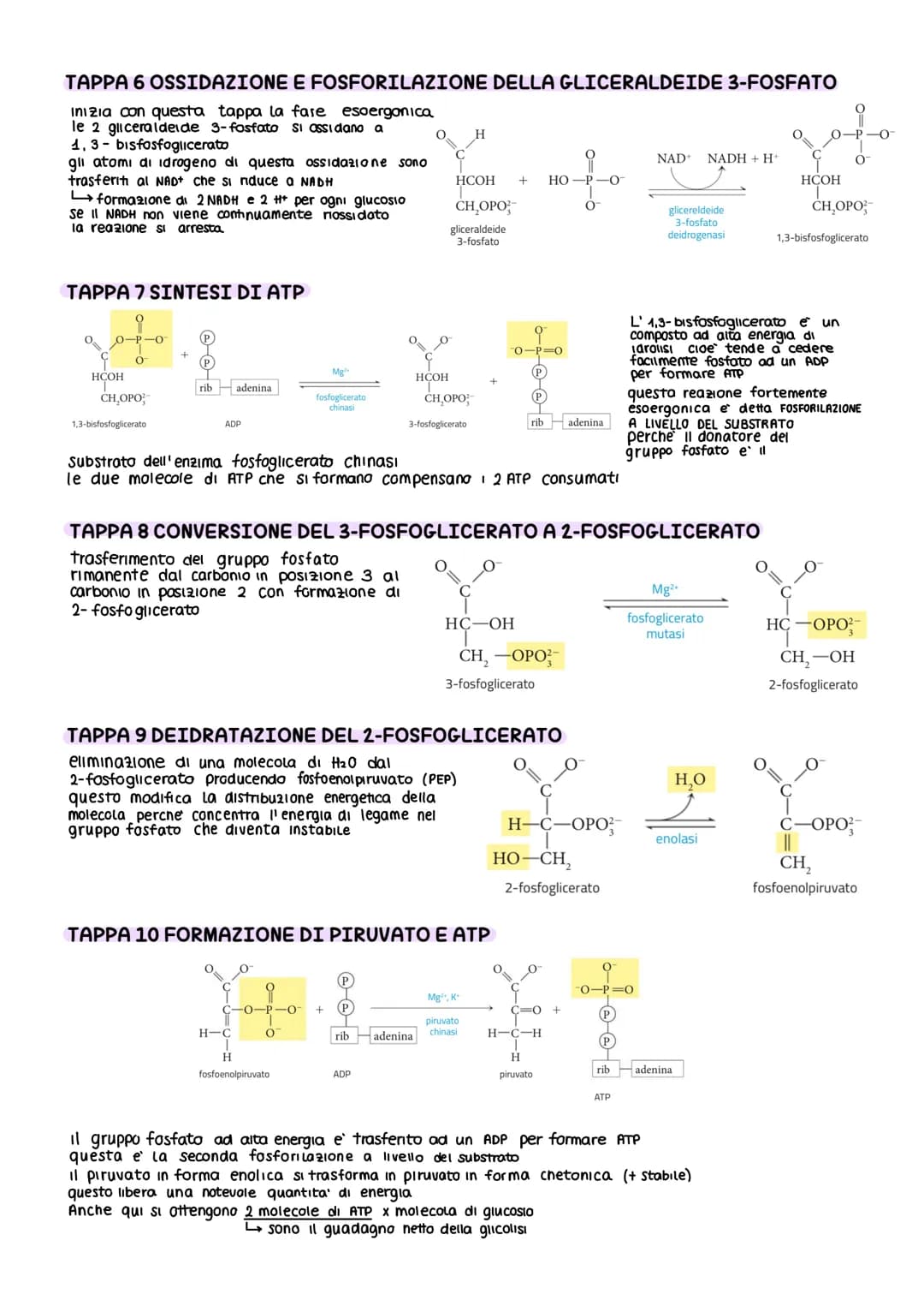 IL METABOLISMO DEL GLUCOSIO
Gli esseri viventi ricavano energia con l'ossidazione del macronutrienti derivati
dagli aliment
metabolismo =
i 