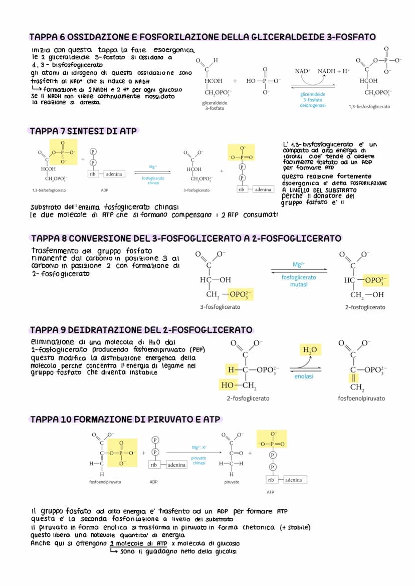 IL METABOLISMO DEL GLUCOSIO
Gli esseri viventi ricavano energia con l'ossidazione del macronutrienti derivati
dagli aliment
metabolismo =
i 