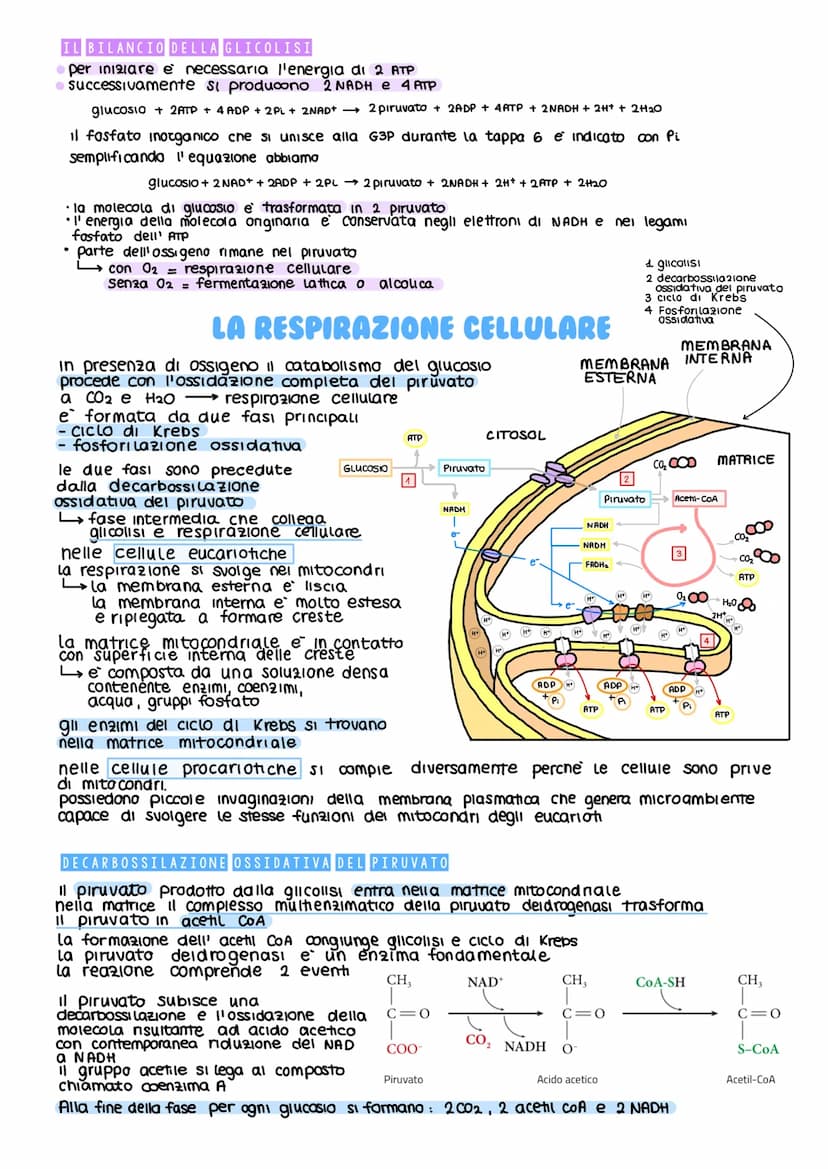 IL METABOLISMO DEL GLUCOSIO
Gli esseri viventi ricavano energia con l'ossidazione del macronutrienti derivati
dagli aliment
metabolismo =
i 