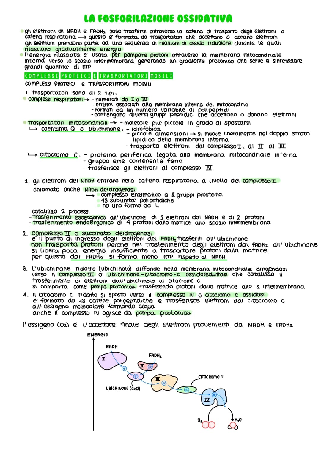 IL METABOLISMO DEL GLUCOSIO
Gli esseri viventi ricavano energia con l'ossidazione del macronutrienti derivati
dagli aliment
metabolismo =
i 