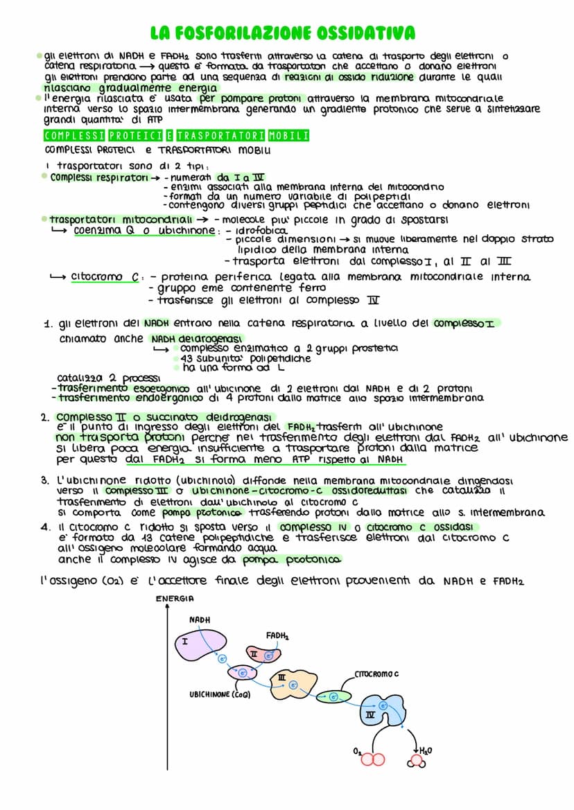 IL METABOLISMO DEL GLUCOSIO
Gli esseri viventi ricavano energia con l'ossidazione del macronutrienti derivati
dagli aliment
metabolismo =
i 