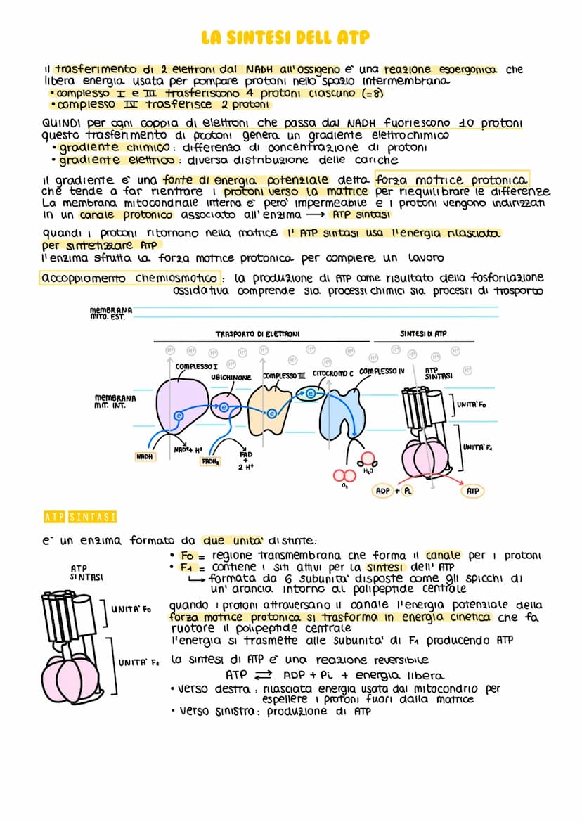IL METABOLISMO DEL GLUCOSIO
Gli esseri viventi ricavano energia con l'ossidazione del macronutrienti derivati
dagli aliment
metabolismo =
i 