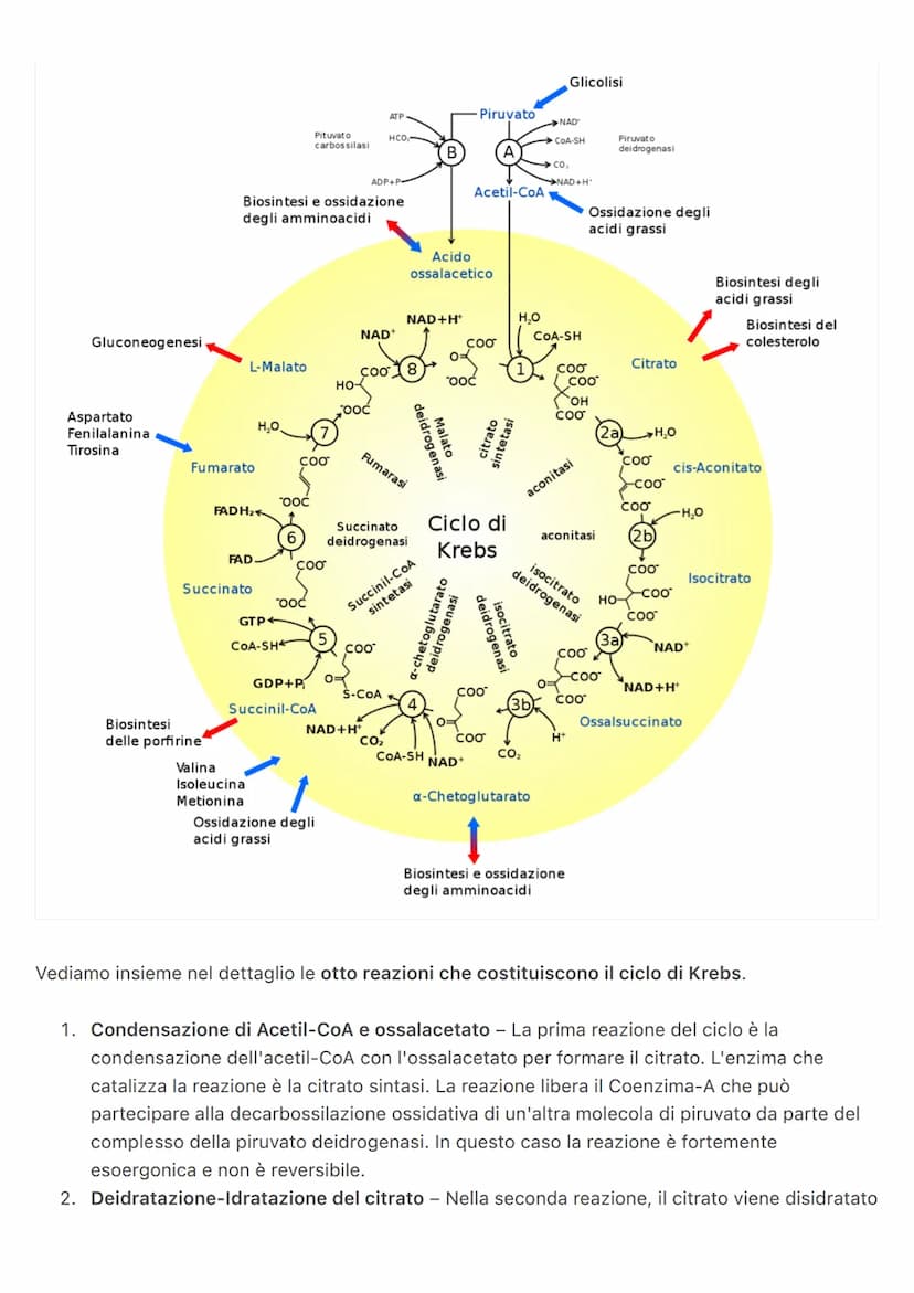 Ricerca: Ciclo di Krebs
Cos'è il ciclo di Krebs
La scoperta del ciclo di Krebs è da attribuirsi al biochimico britannico Hans Adolf Krebs, c