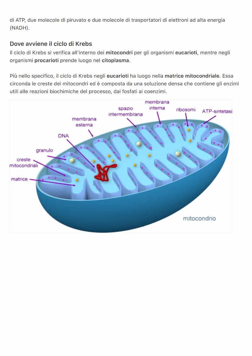Ricerca: Ciclo di Krebs
Cos'è il ciclo di Krebs
La scoperta del ciclo di Krebs è da attribuirsi al biochimico britannico Hans Adolf Krebs, c