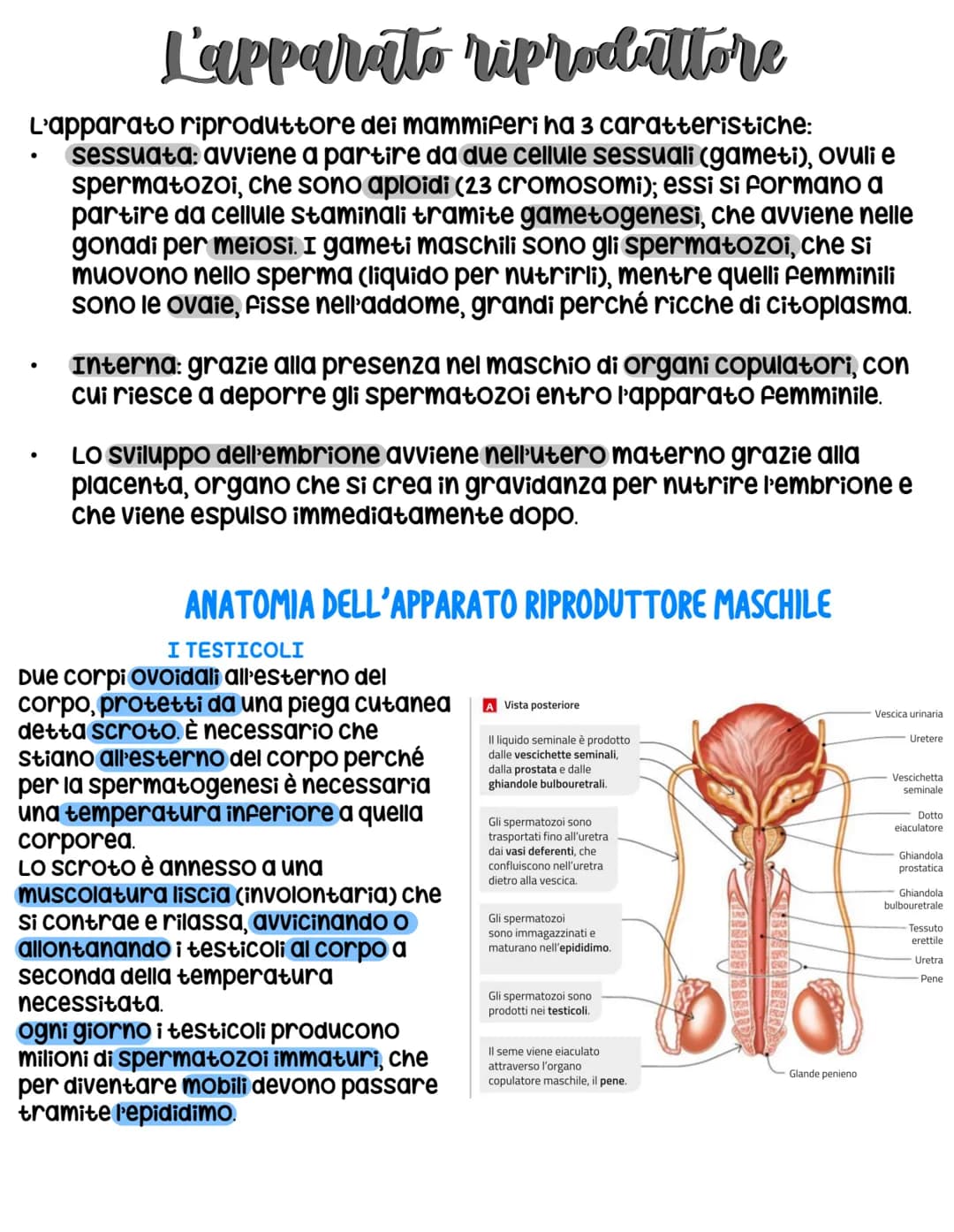 L'apparato riproduttore
L'apparato riproduttore dei mammiferi ha 3 caratteristiche:
sessuata: avviene a partire da due cellule sessuali (gam