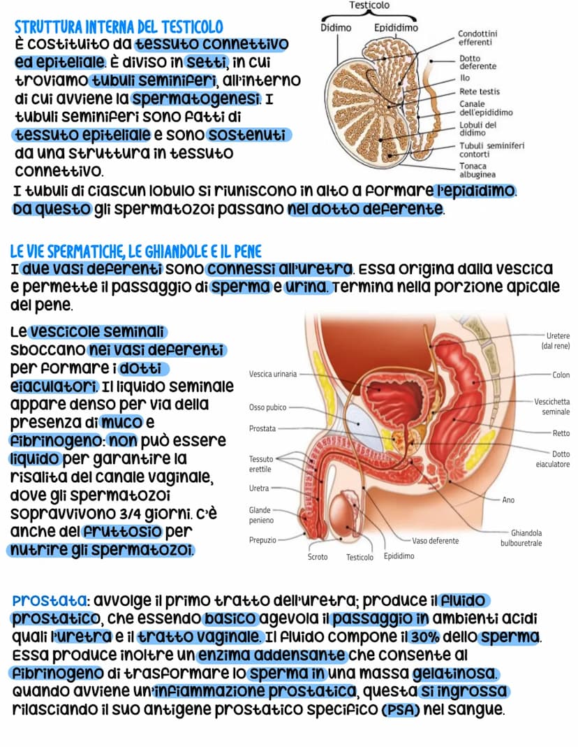 L'apparato riproduttore
L'apparato riproduttore dei mammiferi ha 3 caratteristiche:
sessuata: avviene a partire da due cellule sessuali (gam