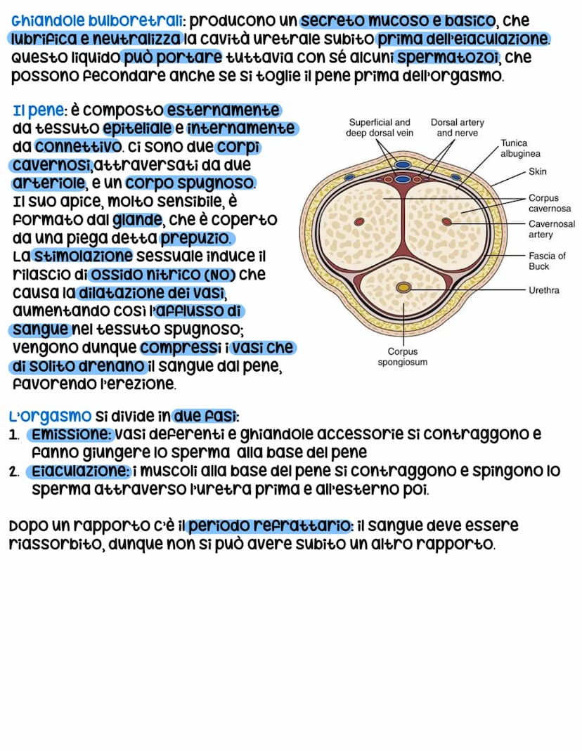 L'apparato riproduttore
L'apparato riproduttore dei mammiferi ha 3 caratteristiche:
sessuata: avviene a partire da due cellule sessuali (gam