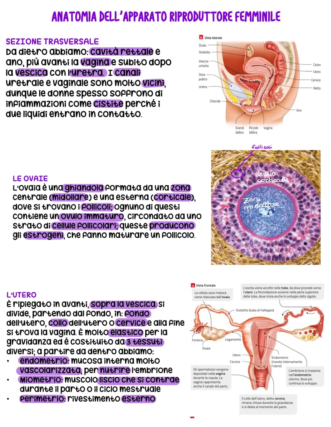 L'apparato riproduttore
L'apparato riproduttore dei mammiferi ha 3 caratteristiche:
sessuata: avviene a partire da due cellule sessuali (gam