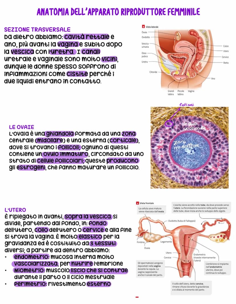 L'apparato riproduttore
L'apparato riproduttore dei mammiferi ha 3 caratteristiche:
sessuata: avviene a partire da due cellule sessuali (gam