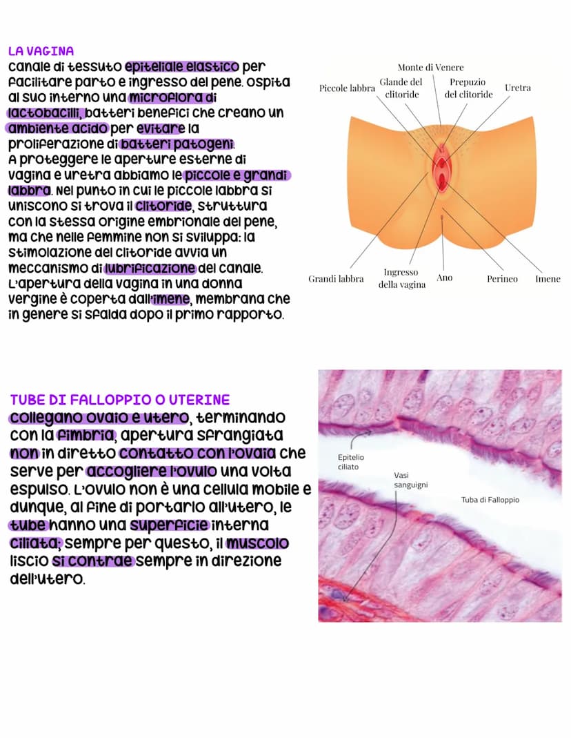 L'apparato riproduttore
L'apparato riproduttore dei mammiferi ha 3 caratteristiche:
sessuata: avviene a partire da due cellule sessuali (gam