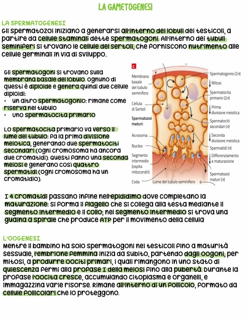 L'apparato riproduttore
L'apparato riproduttore dei mammiferi ha 3 caratteristiche:
sessuata: avviene a partire da due cellule sessuali (gam