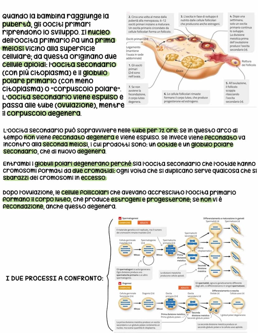 L'apparato riproduttore
L'apparato riproduttore dei mammiferi ha 3 caratteristiche:
sessuata: avviene a partire da due cellule sessuali (gam