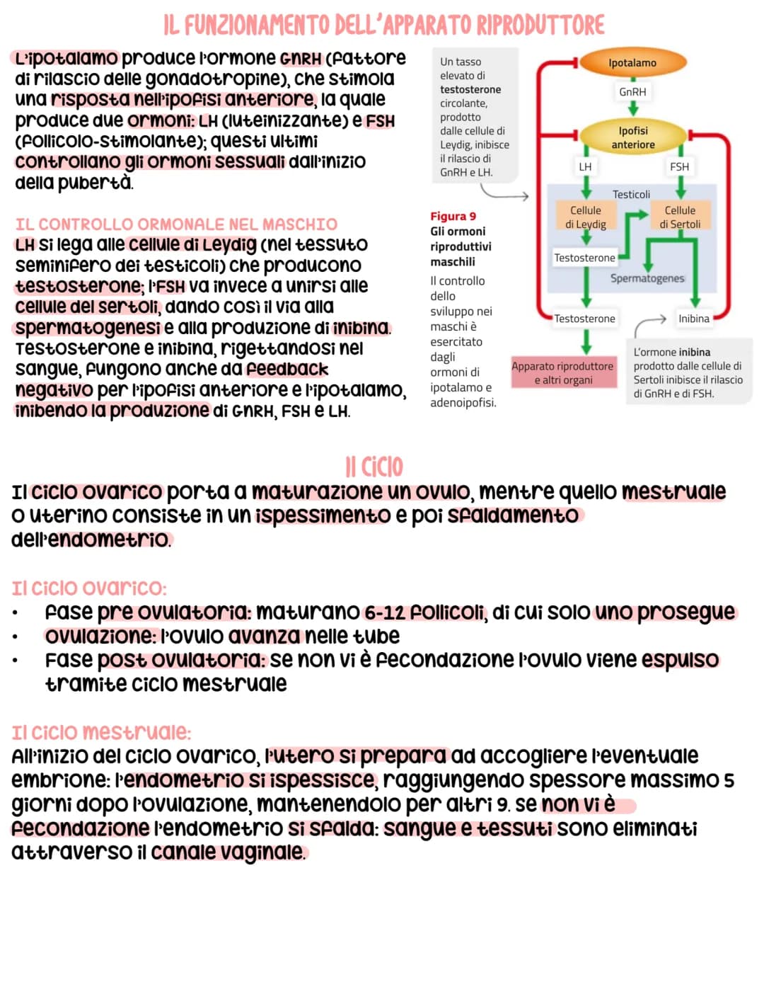 L'apparato riproduttore
L'apparato riproduttore dei mammiferi ha 3 caratteristiche:
sessuata: avviene a partire da due cellule sessuali (gam