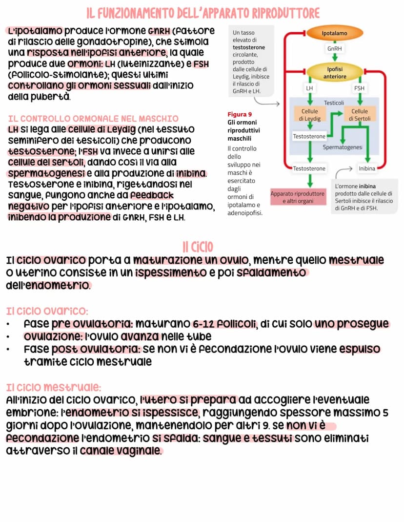 L'apparato riproduttore
L'apparato riproduttore dei mammiferi ha 3 caratteristiche:
sessuata: avviene a partire da due cellule sessuali (gam