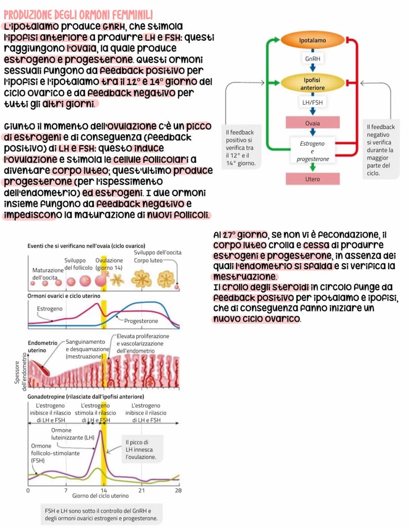 L'apparato riproduttore
L'apparato riproduttore dei mammiferi ha 3 caratteristiche:
sessuata: avviene a partire da due cellule sessuali (gam