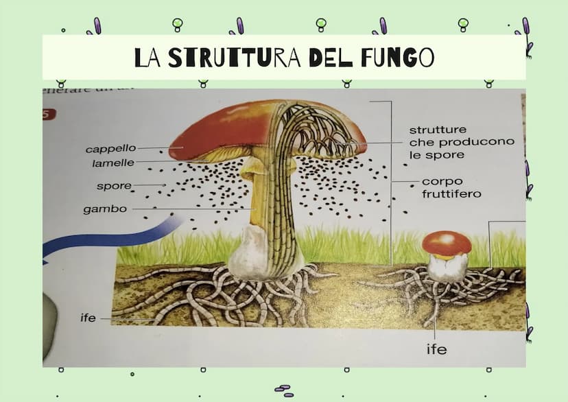 8
g
8
IL REGNO DEI
FUNGHI
80
mm
Op
80
8
mmm
mm 8
| Funghi sono Eucarioti Eterotrofi
Il Regno dei Funghi che sono
chiamati anche (Miceti) che