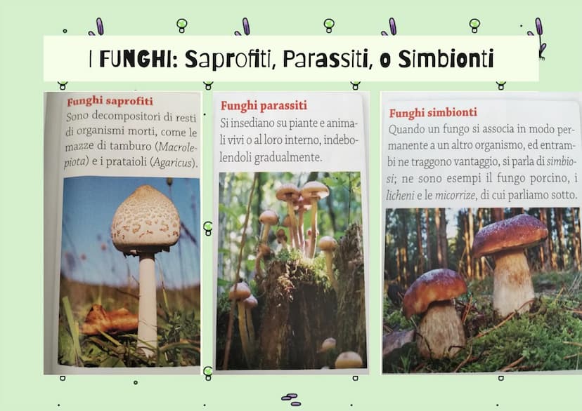 8
g
8
IL REGNO DEI
FUNGHI
80
mm
Op
80
8
mmm
mm 8
| Funghi sono Eucarioti Eterotrofi
Il Regno dei Funghi che sono
chiamati anche (Miceti) che