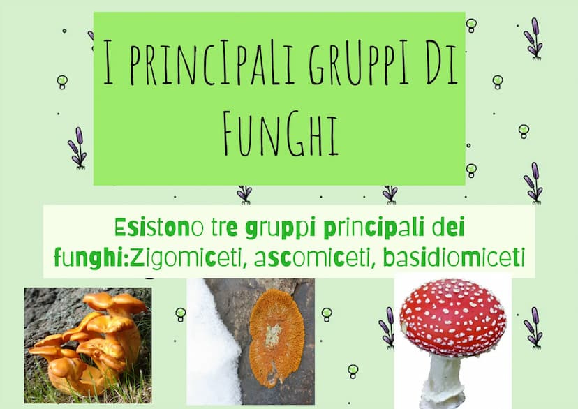 8
g
8
IL REGNO DEI
FUNGHI
80
mm
Op
80
8
mmm
mm 8
| Funghi sono Eucarioti Eterotrofi
Il Regno dei Funghi che sono
chiamati anche (Miceti) che