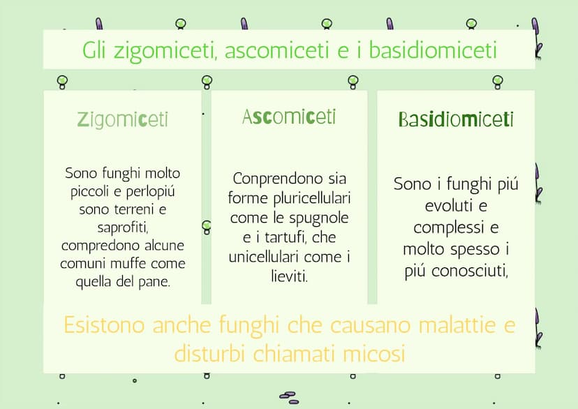 8
g
8
IL REGNO DEI
FUNGHI
80
mm
Op
80
8
mmm
mm 8
| Funghi sono Eucarioti Eterotrofi
Il Regno dei Funghi che sono
chiamati anche (Miceti) che