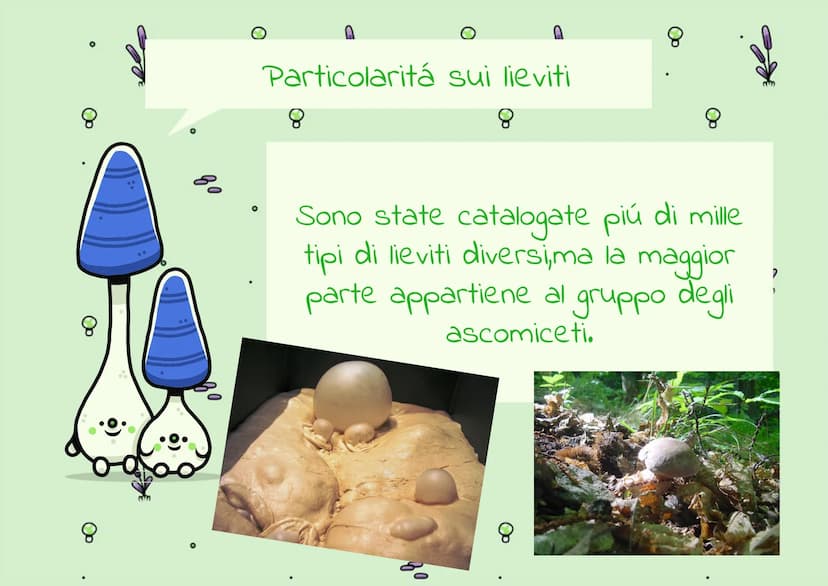 8
g
8
IL REGNO DEI
FUNGHI
80
mm
Op
80
8
mmm
mm 8
| Funghi sono Eucarioti Eterotrofi
Il Regno dei Funghi che sono
chiamati anche (Miceti) che