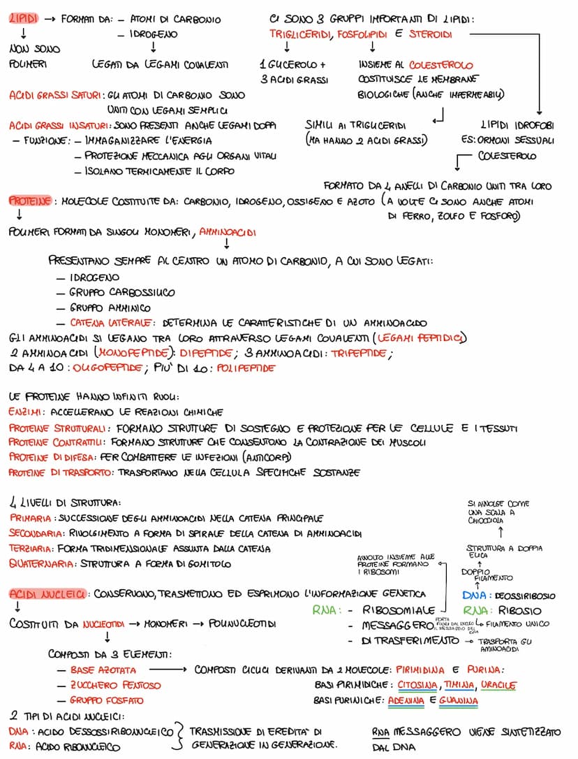 
<p>Le biomolecole sono composti organici formati da atomi di carbonio legati tra di loro o con altri elementi. Questa capacità di formare g