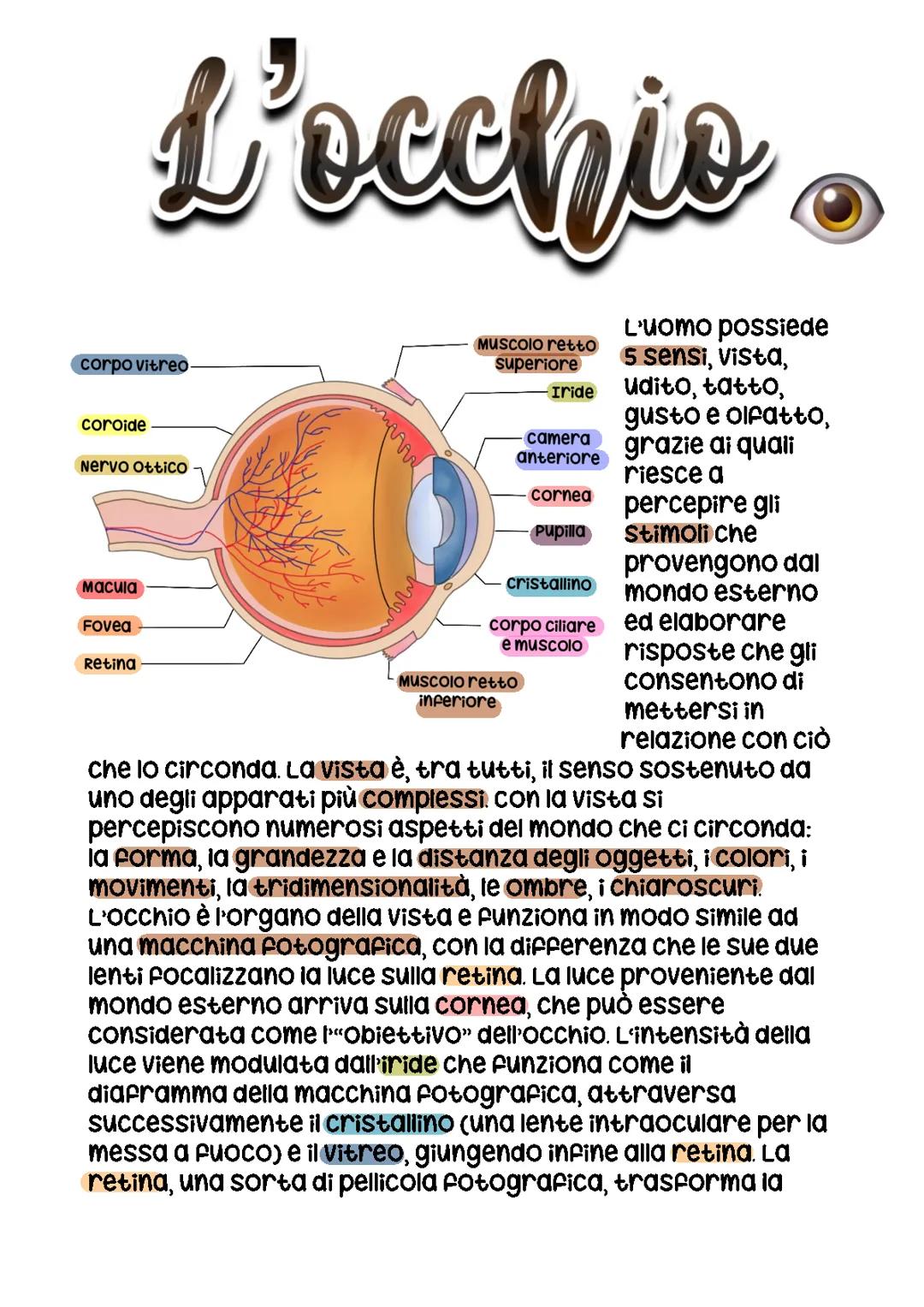 L'occhio: Anatomia e Funzioni Principali