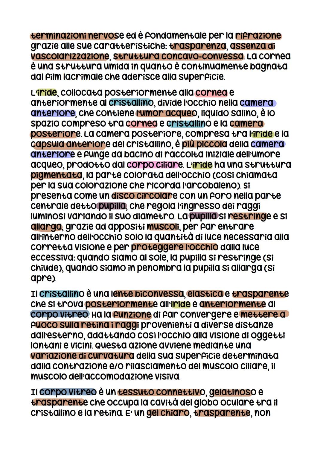 corpo vitreo
coroide
Nervo Ottico
Macula
L'occhio
Fovea
Retina
MUSCOlO retto
superiore
Iride
camera
anteriore
cornea
MUSCOlO retto
inferiore