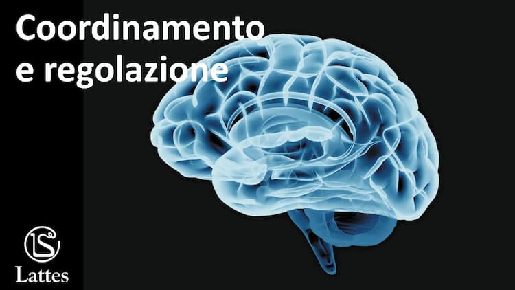 Know Coordinamento e regolazione thumbnail