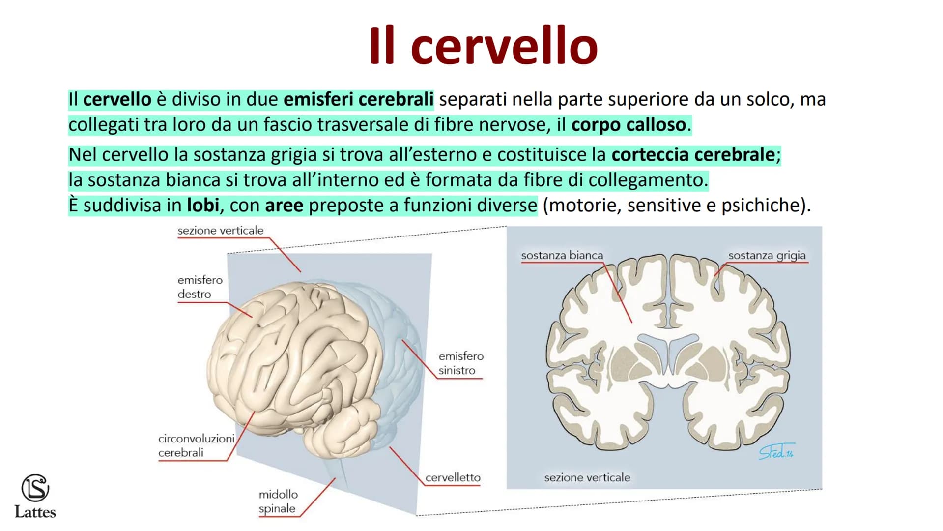 Coordinamento
e regolazione
S
Lattes
5 S
Lattes
Il sistema nervoso
Il corpo umano è una struttura molto complessa e il suo centro di comando