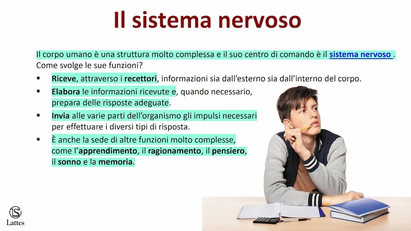 Coordinamento
e regolazione
S
Lattes
5 S
Lattes
Il sistema nervoso
Il corpo umano è una struttura molto complessa e il suo centro di comando