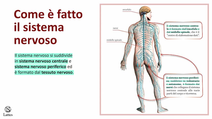 Coordinamento
e regolazione
S
Lattes
5 S
Lattes
Il sistema nervoso
Il corpo umano è una struttura molto complessa e il suo centro di comando