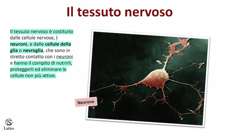 Coordinamento
e regolazione
S
Lattes
5 S
Lattes
Il sistema nervoso
Il corpo umano è una struttura molto complessa e il suo centro di comando