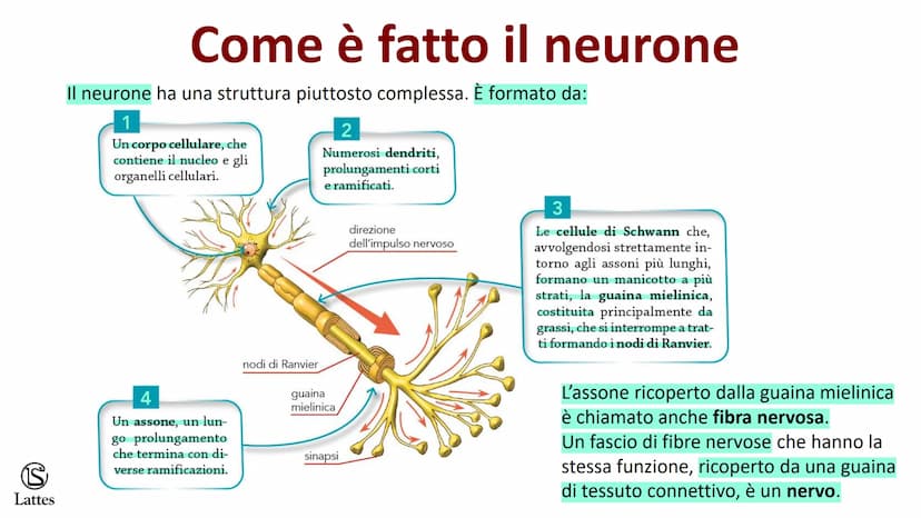 Coordinamento
e regolazione
S
Lattes
5 S
Lattes
Il sistema nervoso
Il corpo umano è una struttura molto complessa e il suo centro di comando