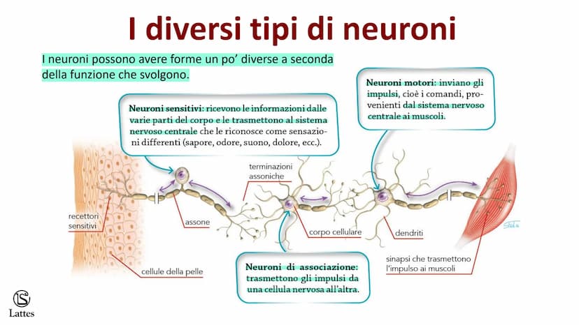 Coordinamento
e regolazione
S
Lattes
5 S
Lattes
Il sistema nervoso
Il corpo umano è una struttura molto complessa e il suo centro di comando