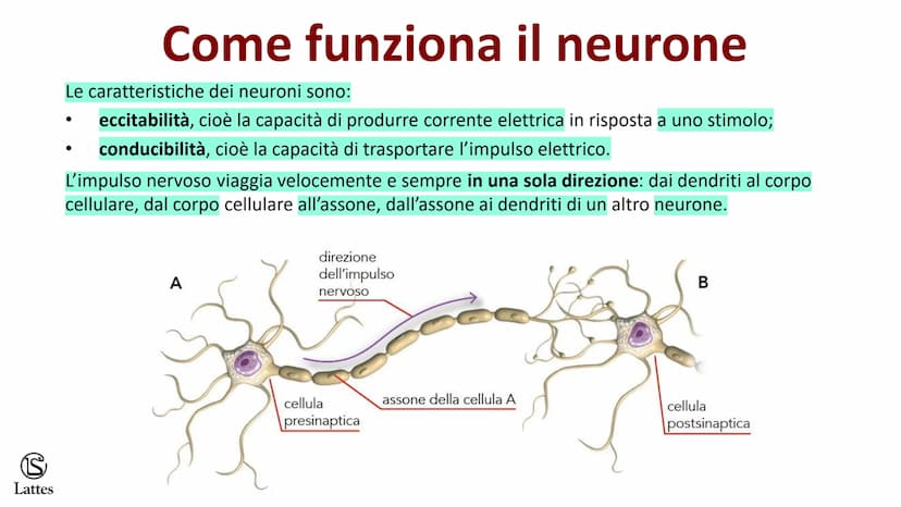 Coordinamento
e regolazione
S
Lattes
5 S
Lattes
Il sistema nervoso
Il corpo umano è una struttura molto complessa e il suo centro di comando