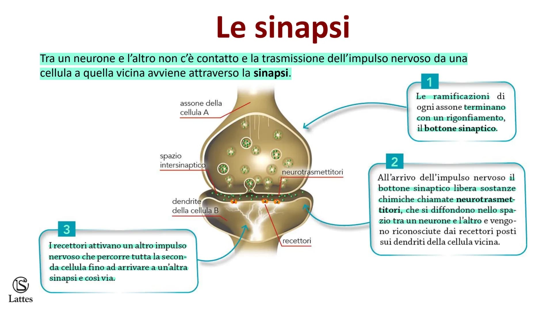 Coordinamento
e regolazione
S
Lattes
5 S
Lattes
Il sistema nervoso
Il corpo umano è una struttura molto complessa e il suo centro di comando