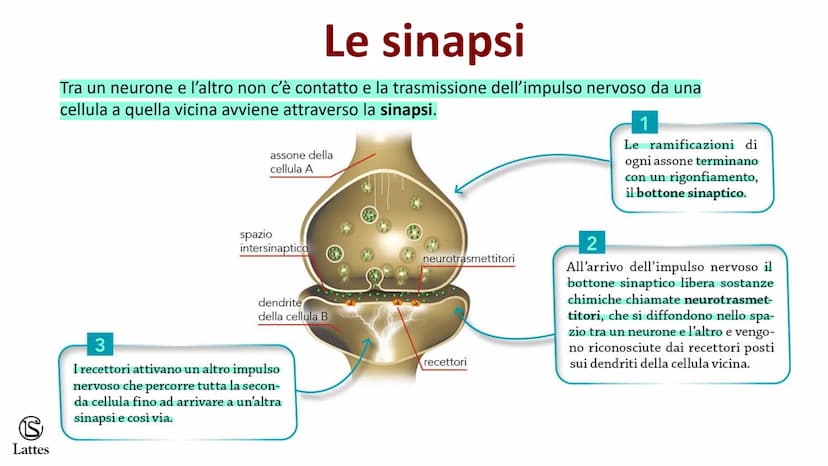 Coordinamento
e regolazione
S
Lattes
5 S
Lattes
Il sistema nervoso
Il corpo umano è una struttura molto complessa e il suo centro di comando