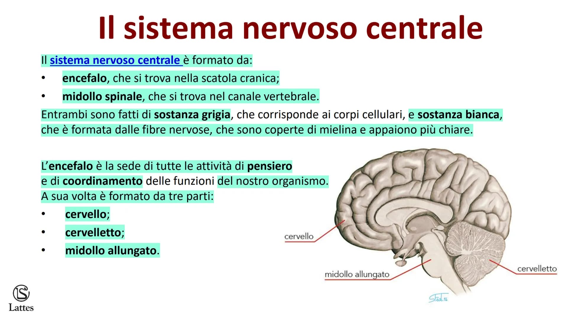 Coordinamento
e regolazione
S
Lattes
5 S
Lattes
Il sistema nervoso
Il corpo umano è una struttura molto complessa e il suo centro di comando