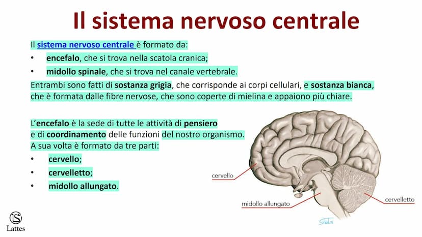 Coordinamento
e regolazione
S
Lattes
5 S
Lattes
Il sistema nervoso
Il corpo umano è una struttura molto complessa e il suo centro di comando