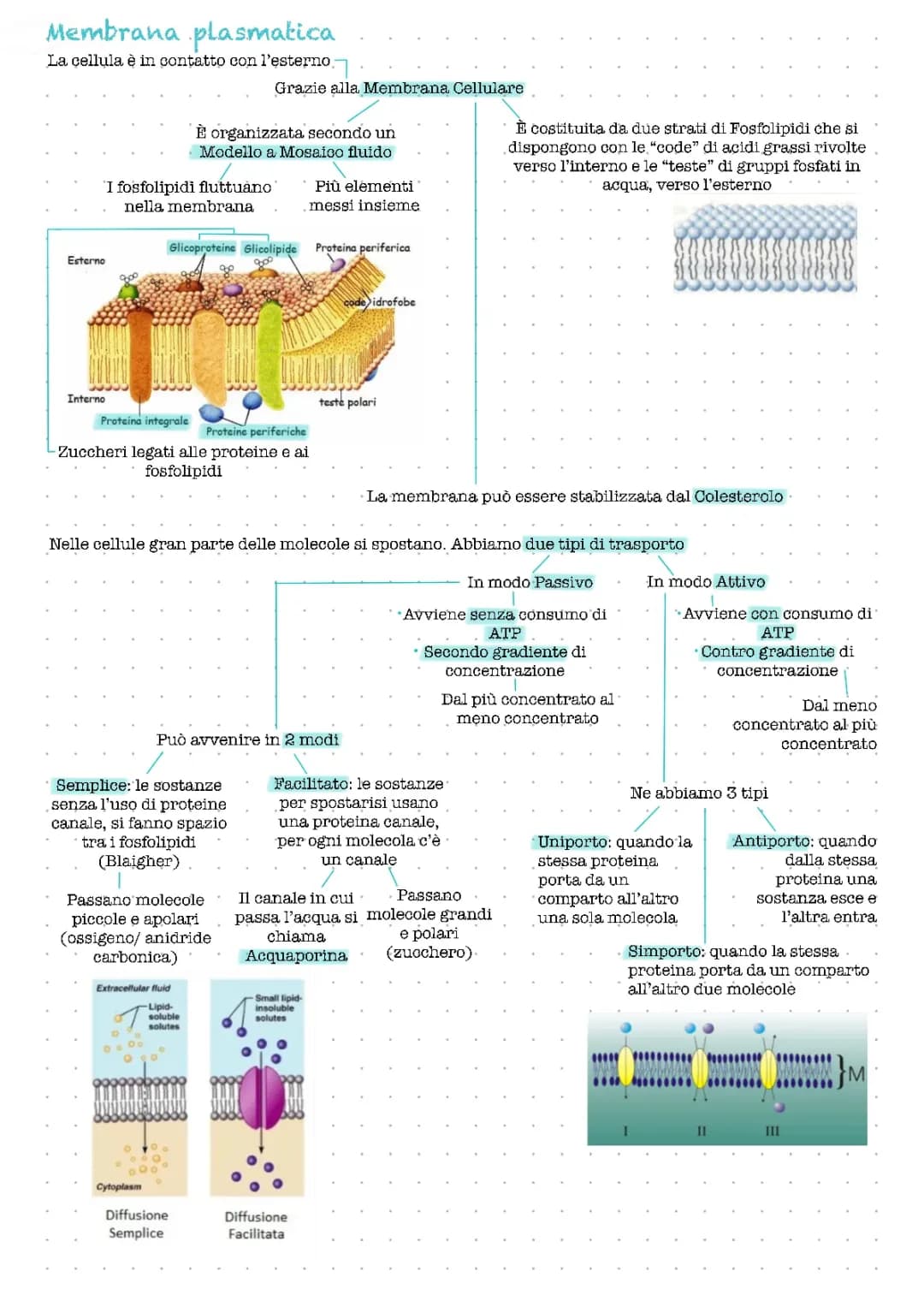 Membrana Plasmatica 