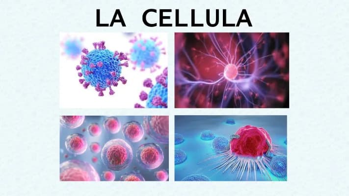 Know .pptx sulla CELLULA thumbnail